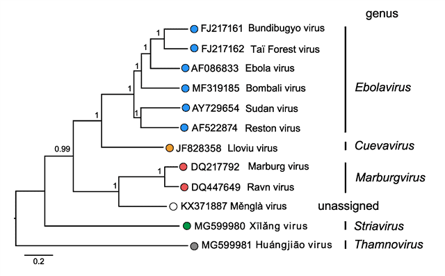 La imagen tiene un atributo ALT vacío; su nombre de archivo es Phylogenetic-relationships-of-filoviruses.png