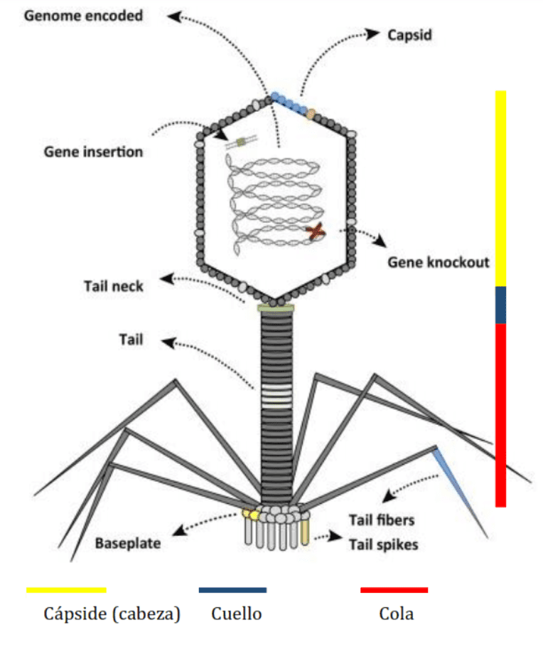 Esquema general de un bacteriófago