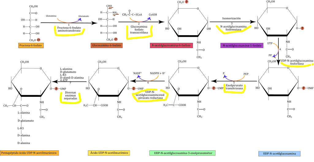 Reacciones de la biosíntesis del peptidoglicano en el citosol