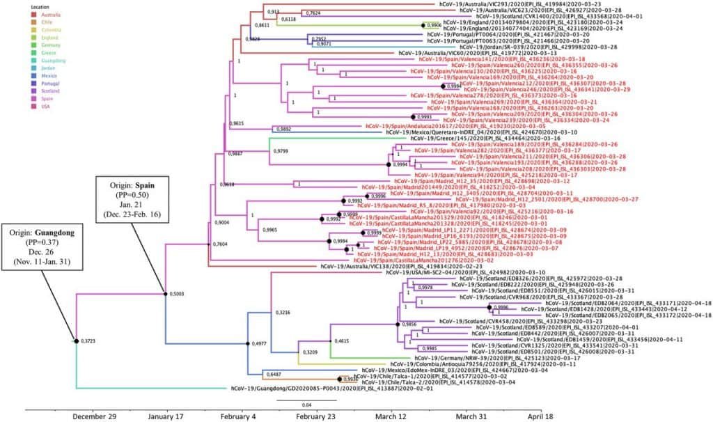 Árbol filogenético del cluster 19B-Sp1 de SARS-CoV-2 (Díez-Fuertes et al., 2021).