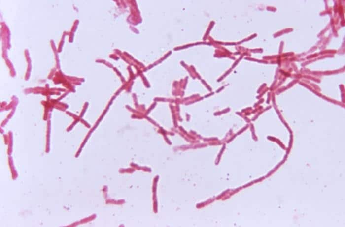 Bacteroides hypermegas
