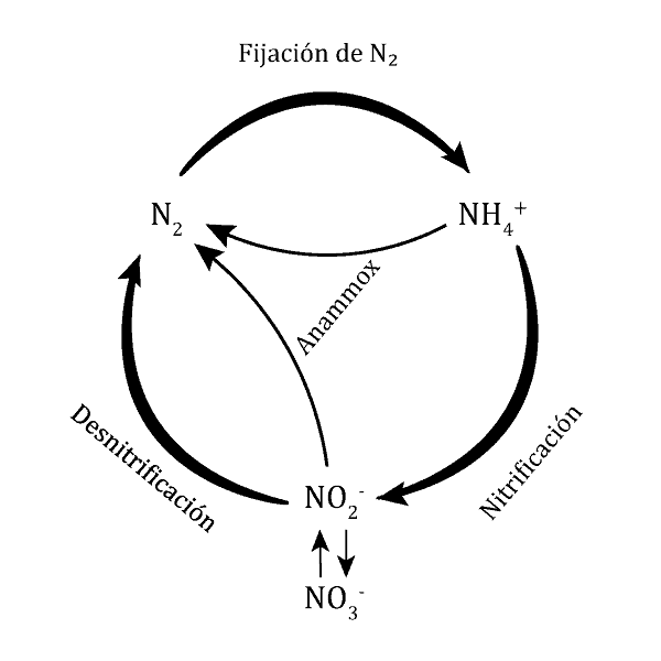 reacciones del nitrógeno