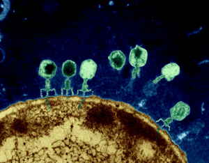 Bacteriófagos-T atacando a E. coli. Fotografía coloreada obtenida mediante microscopio electrónico de transmisión. (Watts, 2017)