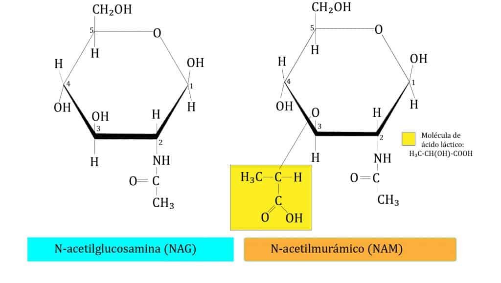 N-acetilglucosamina (NAG) y ácido N-acetil murámico (NAM)