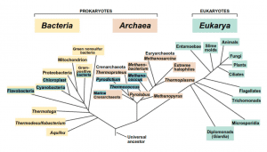 árbol filogenético universal