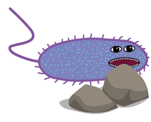 dibujo bacteria quimiolitótrofa
