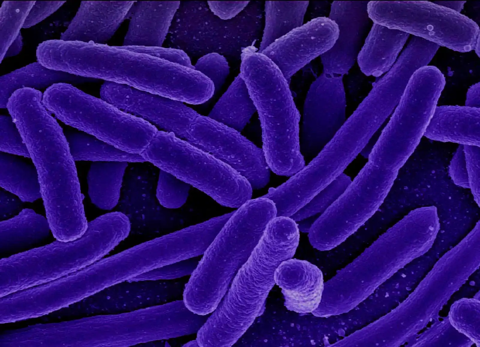 Ilustración de bacteria E. coli